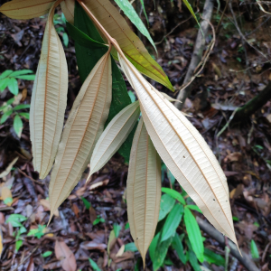 Miconia chrysophylla