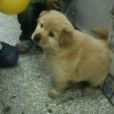 奇努克犬 奇努克犬