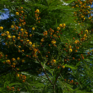 Vachellia amythethophylla