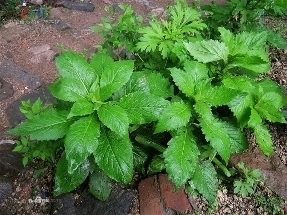 垂果南芥(十字花科南芥屬植物) 垂果南芥(十字花科南芥屬植物)