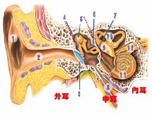 聽覺器官(耳朵結構)