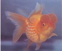 珍珠鱗金魚