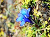 藍龍膽花