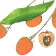 陳紫荔枝(陳紫(荔枝品種)) 陳紫荔枝(陳紫(荔枝品種))