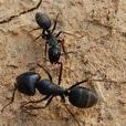 山螞蟻