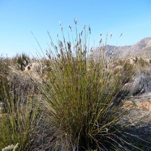 Thamnochortus papyraceus