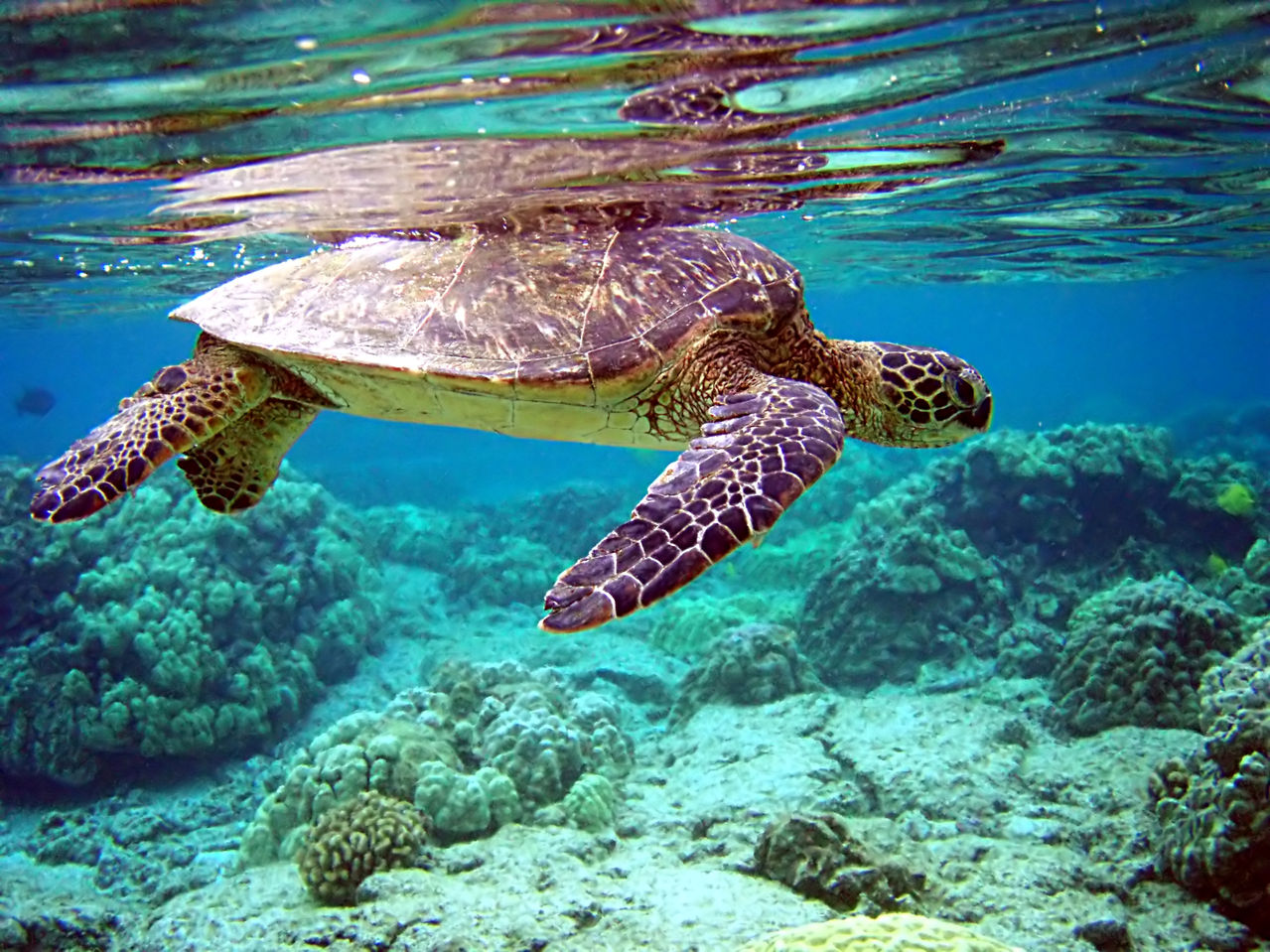 游泳動物——海龜