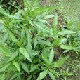 柳葉鬼針草(一年生草本植物) 柳葉鬼針草(一年生草本植物)