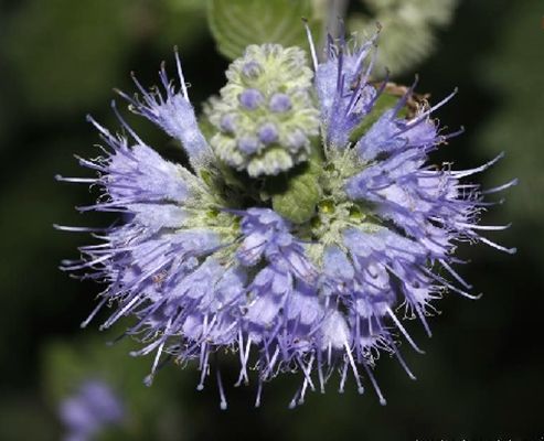 光果蕕 光果蕕