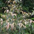 柳葉毛蕊茶 柳葉毛蕊茶