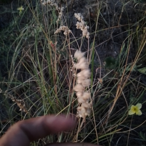 Chascolytrum erectum