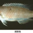 劍唇魚屬 劍唇魚屬