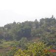 坡頭村(雲南省玉溪新平縣漠沙鎮坡頭村民委員會) 坡頭村(雲南省玉溪新平縣漠沙鎮坡頭村民委員會)
