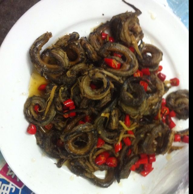 盤龍鱔 盤龍鱔