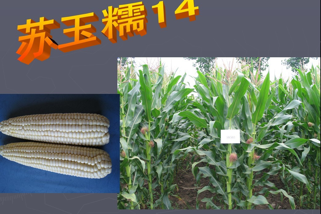 蘇玉糯14 蘇玉糯14