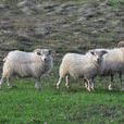 公羊(哺乳綱羊亞科動物) 公羊(哺乳綱羊亞科動物)