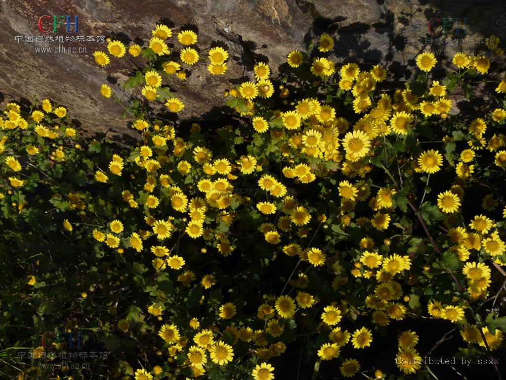 山黃菊屬植物：山黃菊