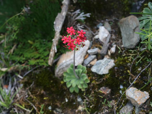 大紅花點地梅(綠棱點地梅) 大紅花點地梅(綠棱點地梅)
