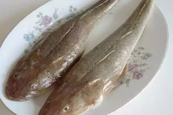 牛尾魚科 牛尾魚科