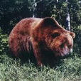 阿特拉斯棕熊棕熊