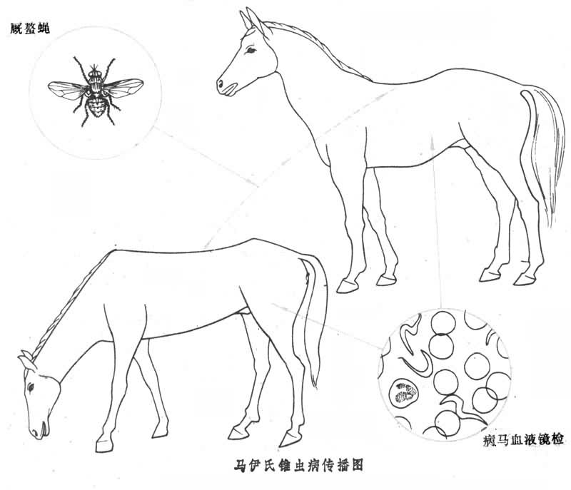 馬媾疫