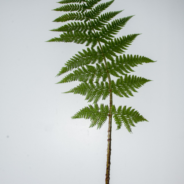 Dryopteris dilatata