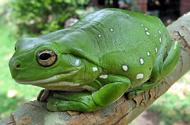 綠雨濱蛙