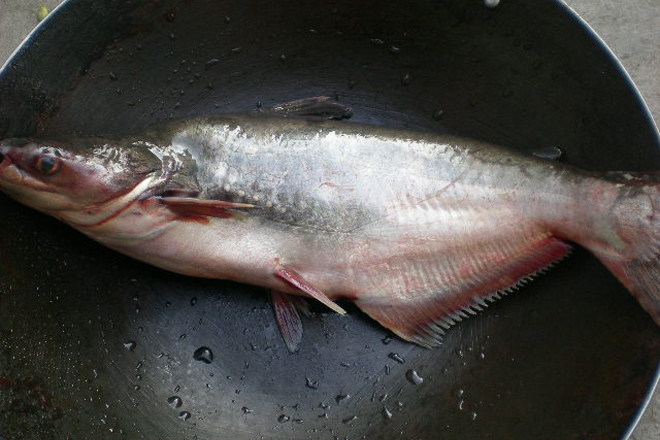寬湄公魚