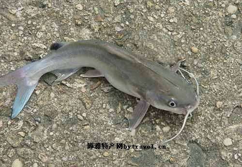 黃河小鯰魚