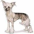 粉撲犬 粉撲犬