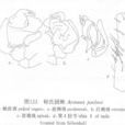 帕氏園蛛 帕氏園蛛