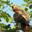 鳳頭蜂鷹 鳳頭蜂鷹
