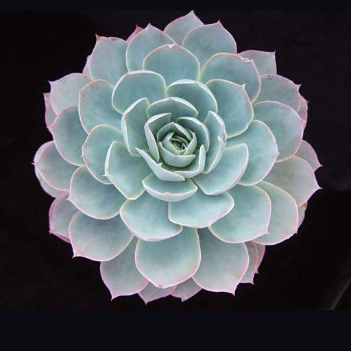 多明戈(景天科擬石蓮屬植物) 多明戈(景天科擬石蓮屬植物)