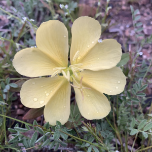 Oenothera primiveris