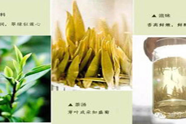 水鏡茗芽