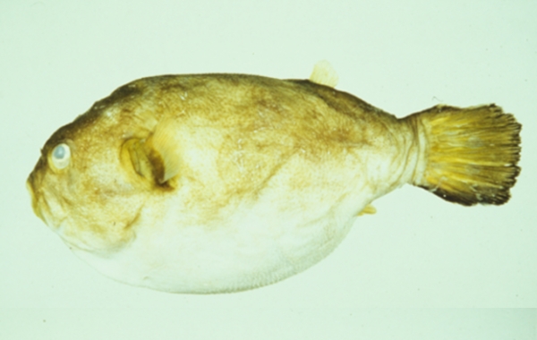 無斑叉鼻魨標本圖片