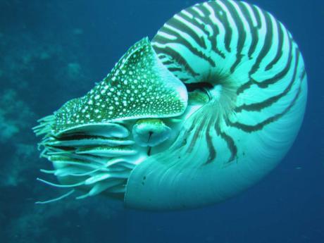 帛琉鸚鵡螺