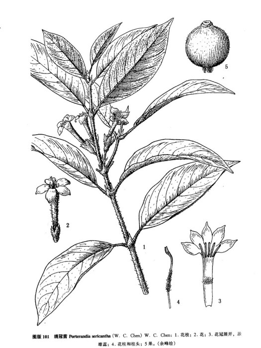 絹冠茜 絹冠茜