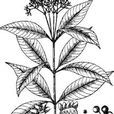催吐蘿芙木 催吐蘿芙木