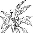 狹葉潤楠 狹葉潤楠