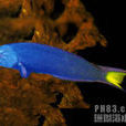 胸斑錦魚