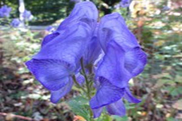 Aconitum carmichaelii \x27Arendsii\x27