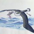 骨齒鳥 骨齒鳥