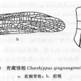 青藏雛蝗 青藏雛蝗