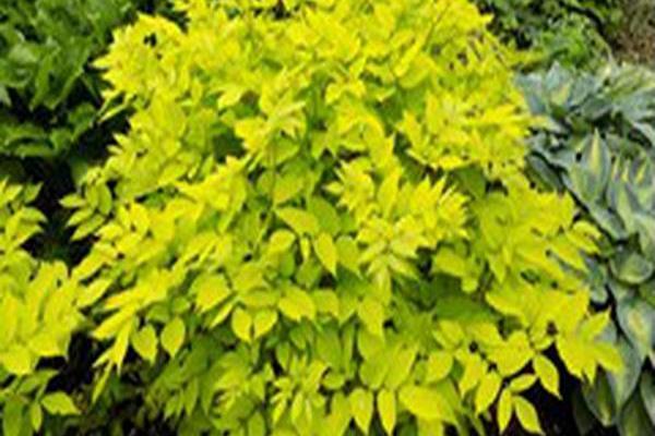 Aralia cordata \x27Sun King\x27 Aralia cordata \x27Sun King\x27
