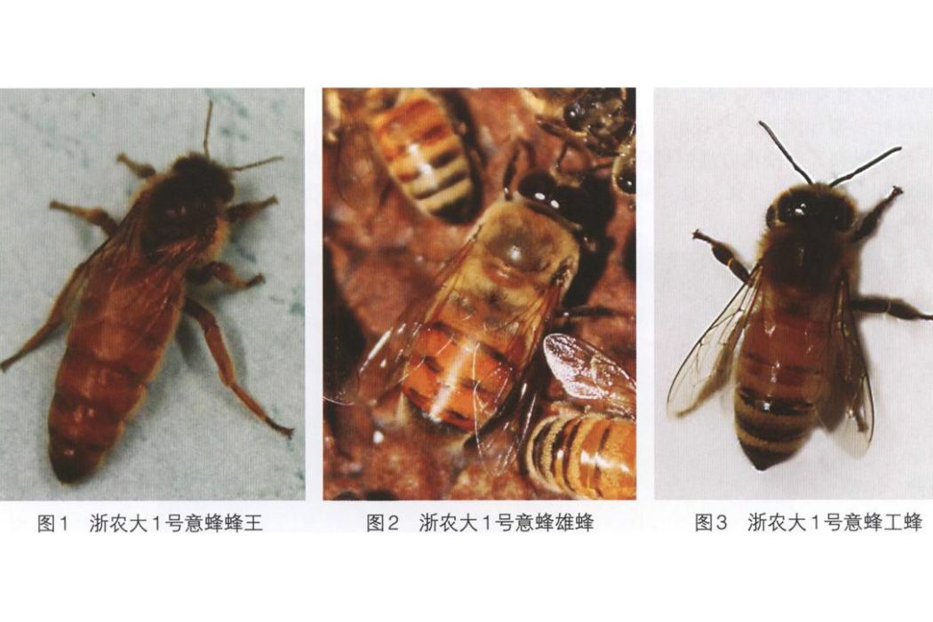 浙農大1號 浙農大1號
