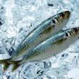 巴浪魚 巴浪魚