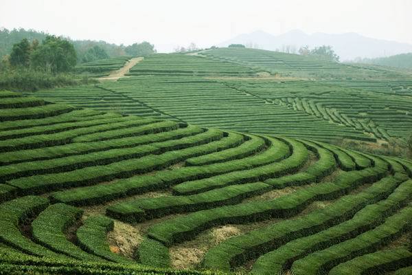 茶園河村 茶園河村