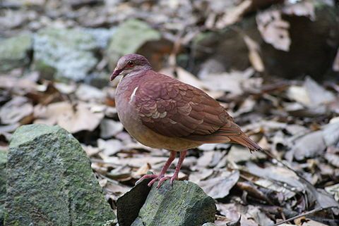 紅鶉鳩 紅鶉鳩