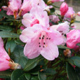 少花杜鵑 少花杜鵑